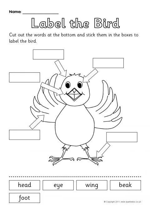 Части тела птицы на английском языке. Раскраски птицы на английском. Птицы на английском для детей. Птицы на английском упражнения.