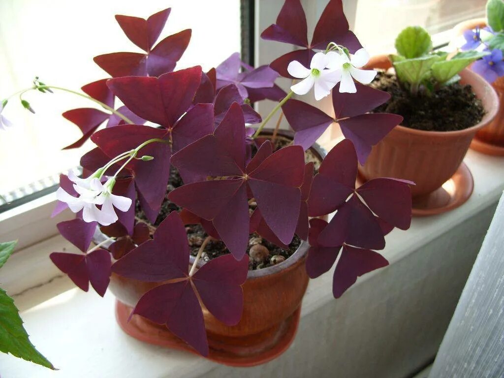 Amazon.com: Plants With Purple Flowers