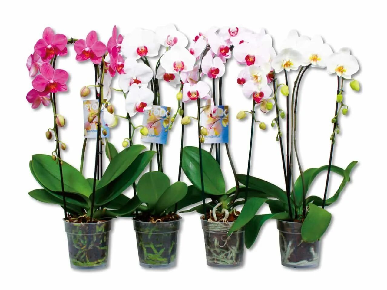 Орхидея в горшке купить в интернет