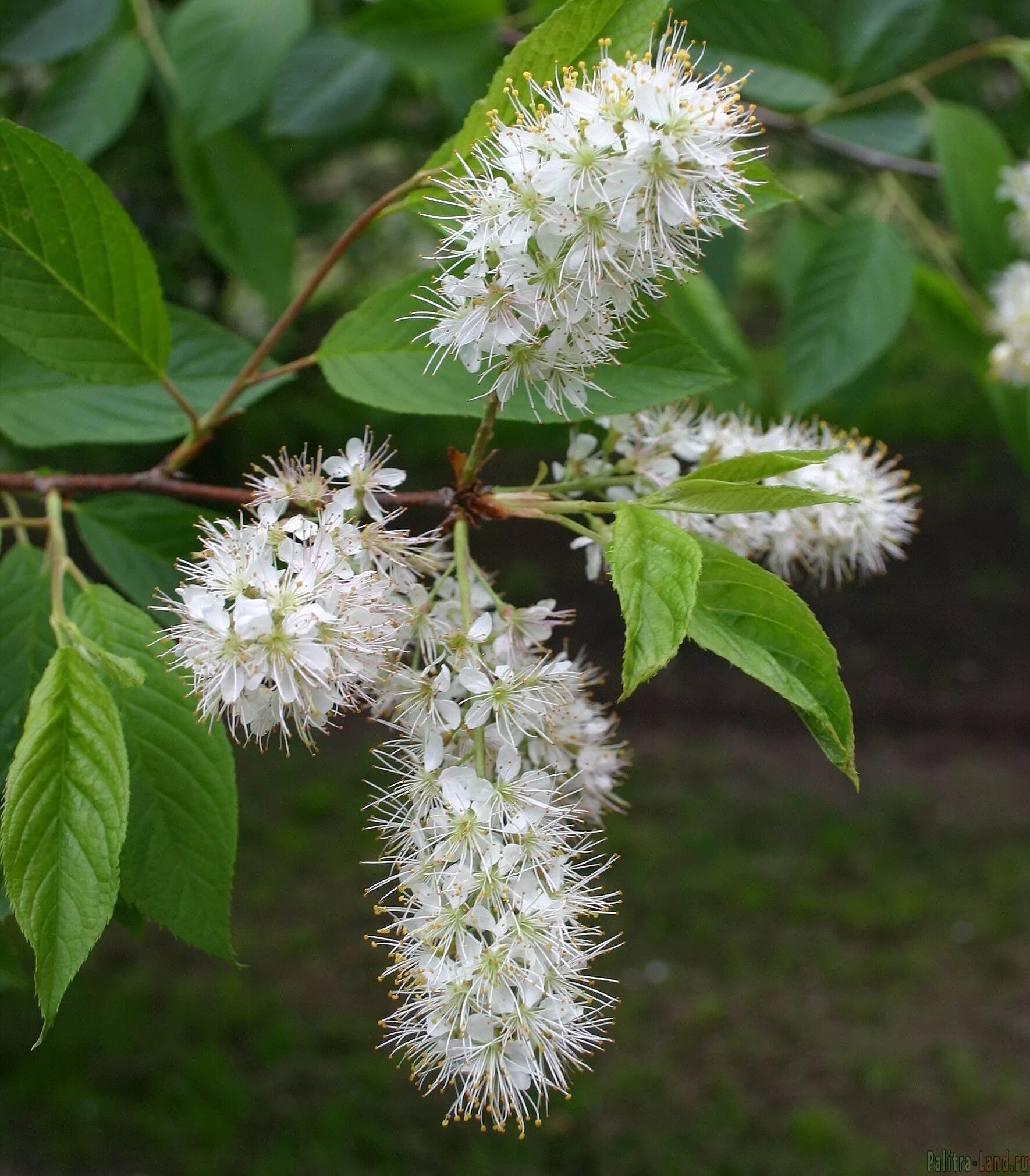 черёмуха маака padus maackii. черёмуха маака. черёмуха маака padus maackii (rupr. черёмуха маака padus maackii. черемуха маака фото.