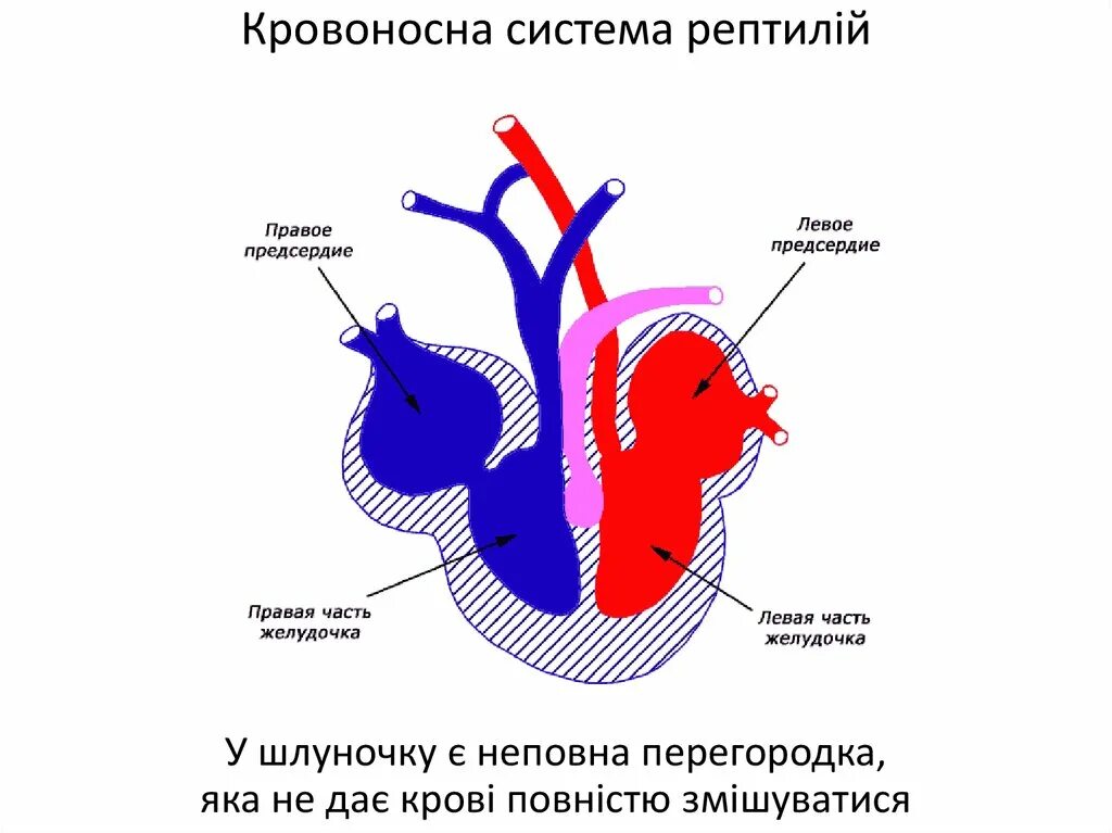 Перегородка в сердце у земноводных