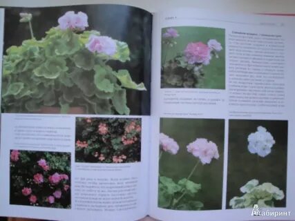 Герань книги
