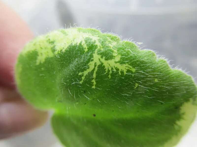 фитофтороз фиалок. желтые пятна на листьях фиалки. бронзовость листьев фиалок. потемнение листа фиалки. бурая пятнистость на фиалках.