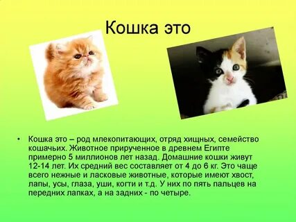 Доклад о кошке 1 класс