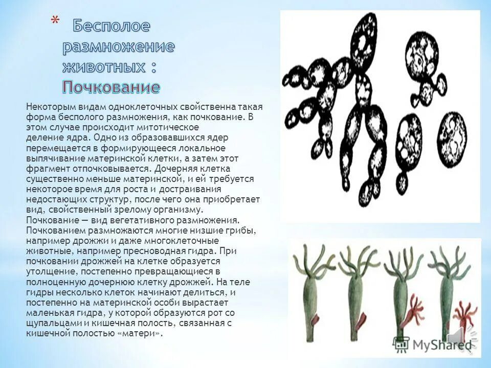 Какая клетка участвует в размножении