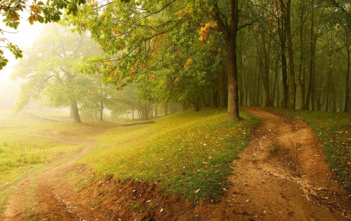 Велосипед на природе. Фоны конец лета. Цветы и солнце. Поле подсолнухов. Фоны конец лета.