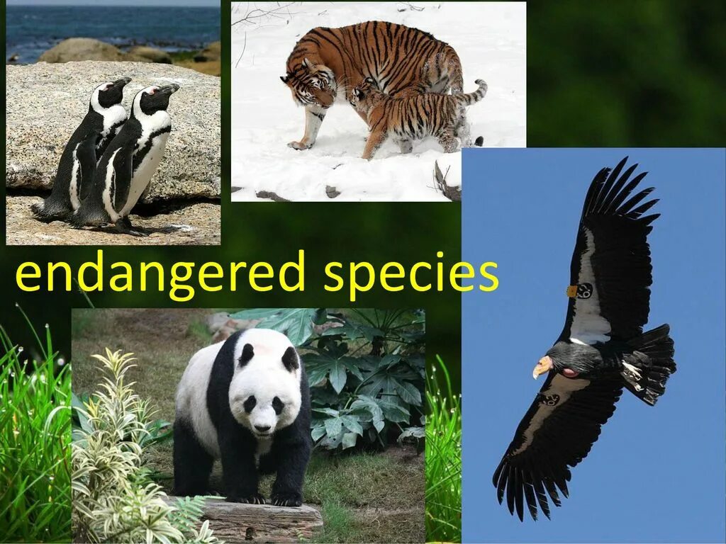 Release reduce adopt reusable endangered species. Вымирающие виды животных на английском. Исчезающие виды на английском. Вымирающий вид на английском. Endangered species презентация по английскому языку.