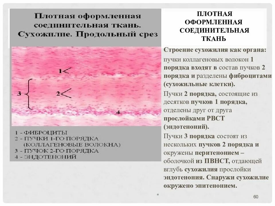 Плотная оформленная ткань. Плотная волокнистая оформленная соединительная ткань препарат. Плотная оформленная соединительная ткань строение. Плотная оформленная соединительная ткань коллагеновые волокна. Коллагеновые волокна соединительной ткани строение.