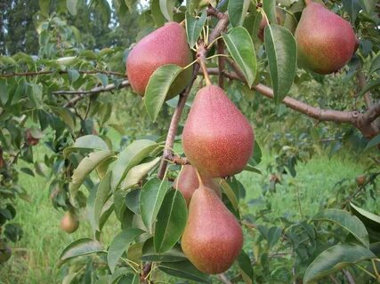 Сорт груши Нарядная Ефимова имеет низкую морозостойкость, но при должном ух...