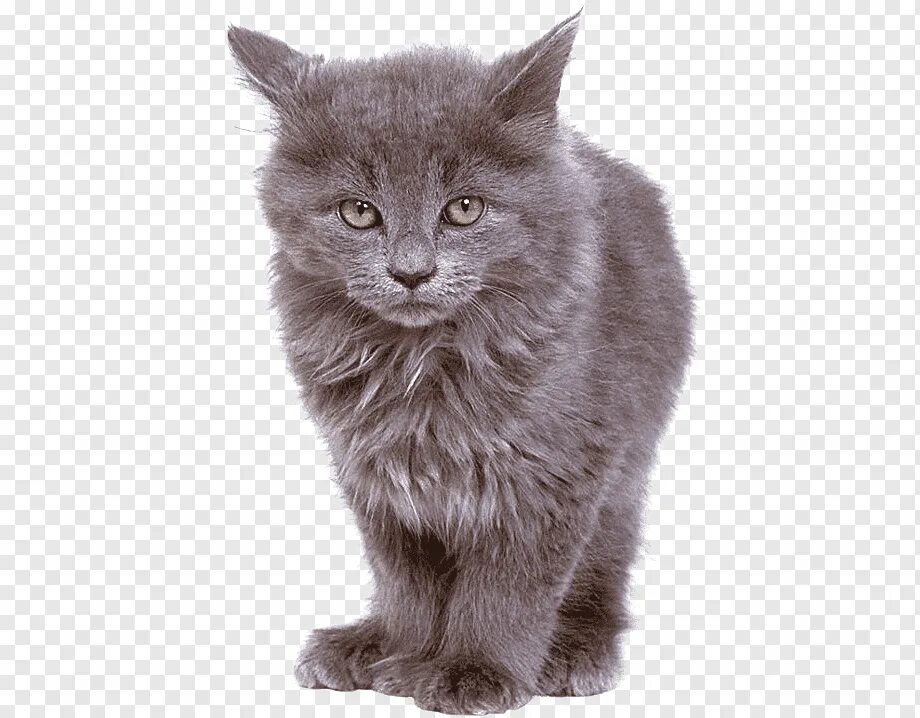 Прозрачная кошка. Серый кот на прозрачном фоне. Серая кошка без фона. Нибелунг на белом фоне. Кошка для фотошопа.