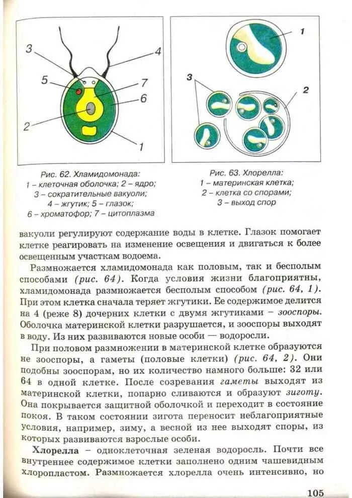 Водоросли книга. Учебник биология водоросли. Хлорелла строение клетки. Хламидомонада и хлорелла сходства и отличия. Хлорелла биология 7 класс.