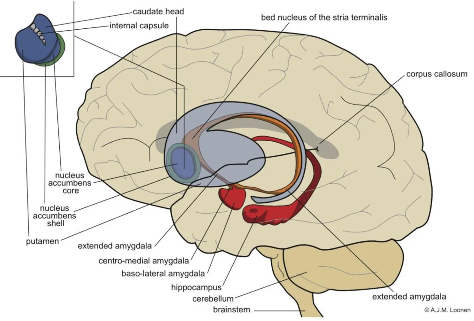 Хвостатое ядро мозга. Базальные ганглии и стриатум. Стриатум Nucleus accumbens. Гиппокамп и базальные ганглии. Базальные ганглии головного мозга анатомия.