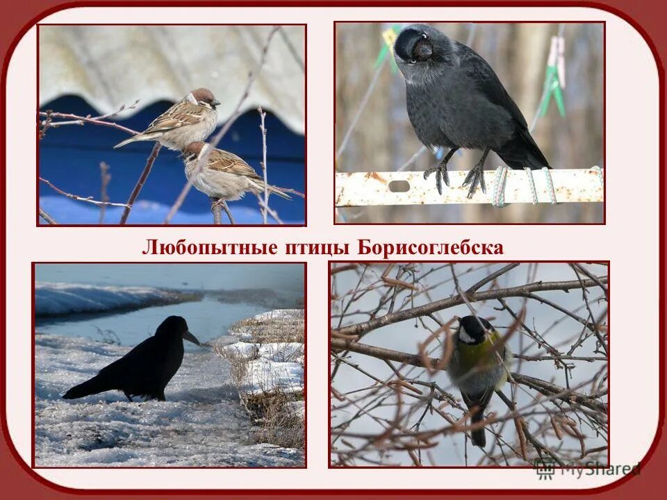 птица борисоглебск. лесные птицы брянской области. камчатские лесные птицы. животные борисоглебска. птица борисоглебск.