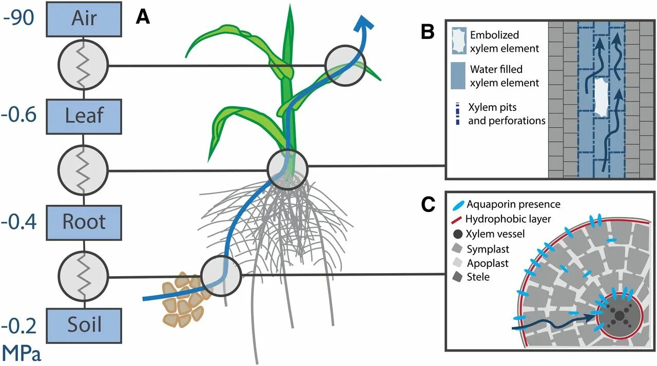 Water uptake in Plants. Water Movement through Plants. Plant Physiology Water. Water in Soil. Planting the roots
