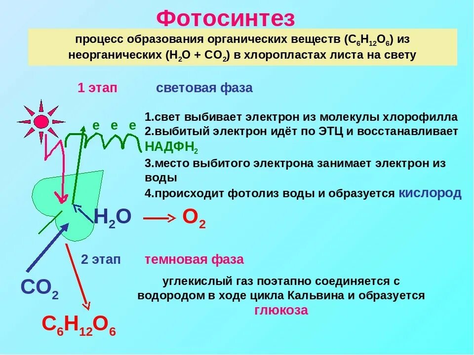 Кислород образовавшийся в световой фазе. Фотосинтез 9 класс биология. Биология 9 класс фотосинтез клетки. Фотосинтез химия 9 класс. Зина фото.