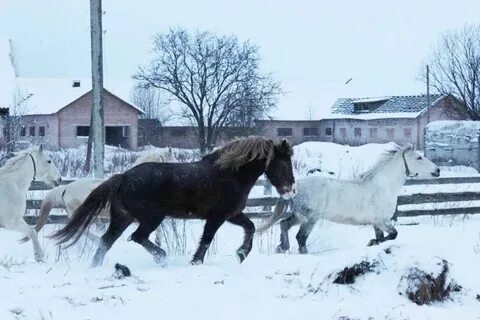 Холмогорский племзавод