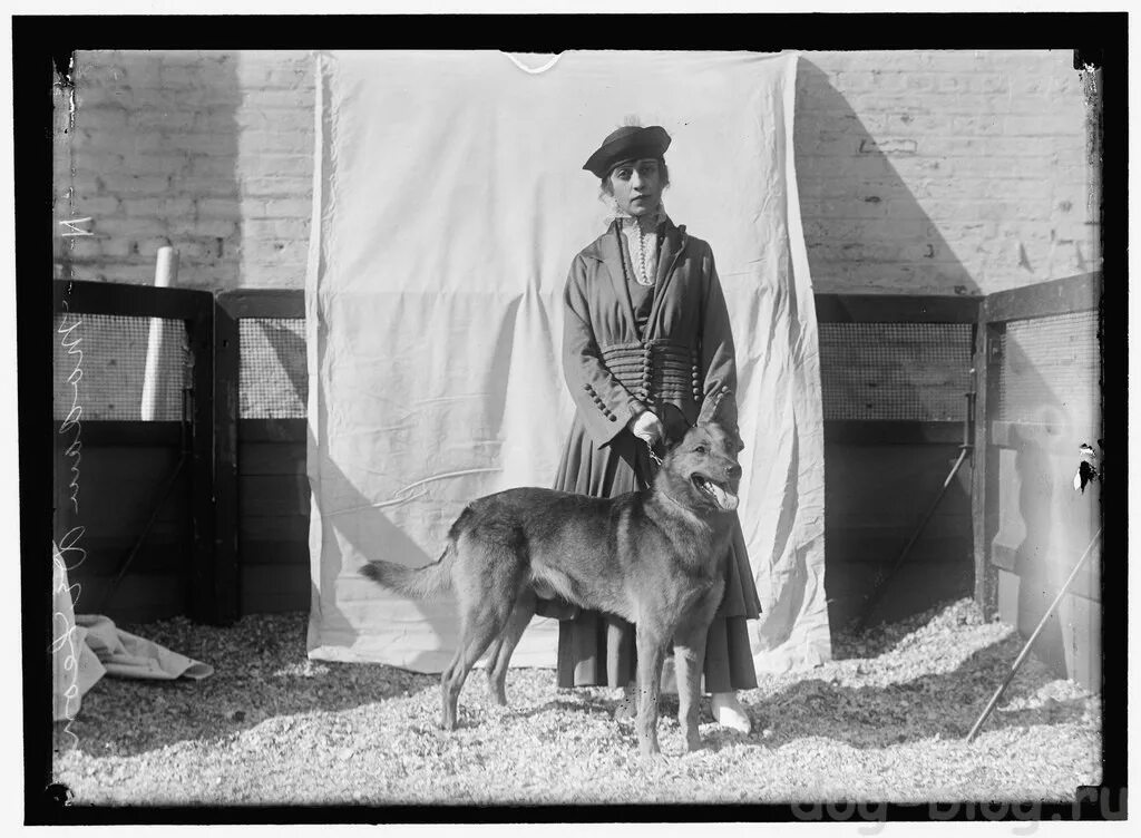 Немецкие овчарки 1915 года. Собаки в дореволюционной России. Выставка служебных собак. Дореволюционные породы собак.