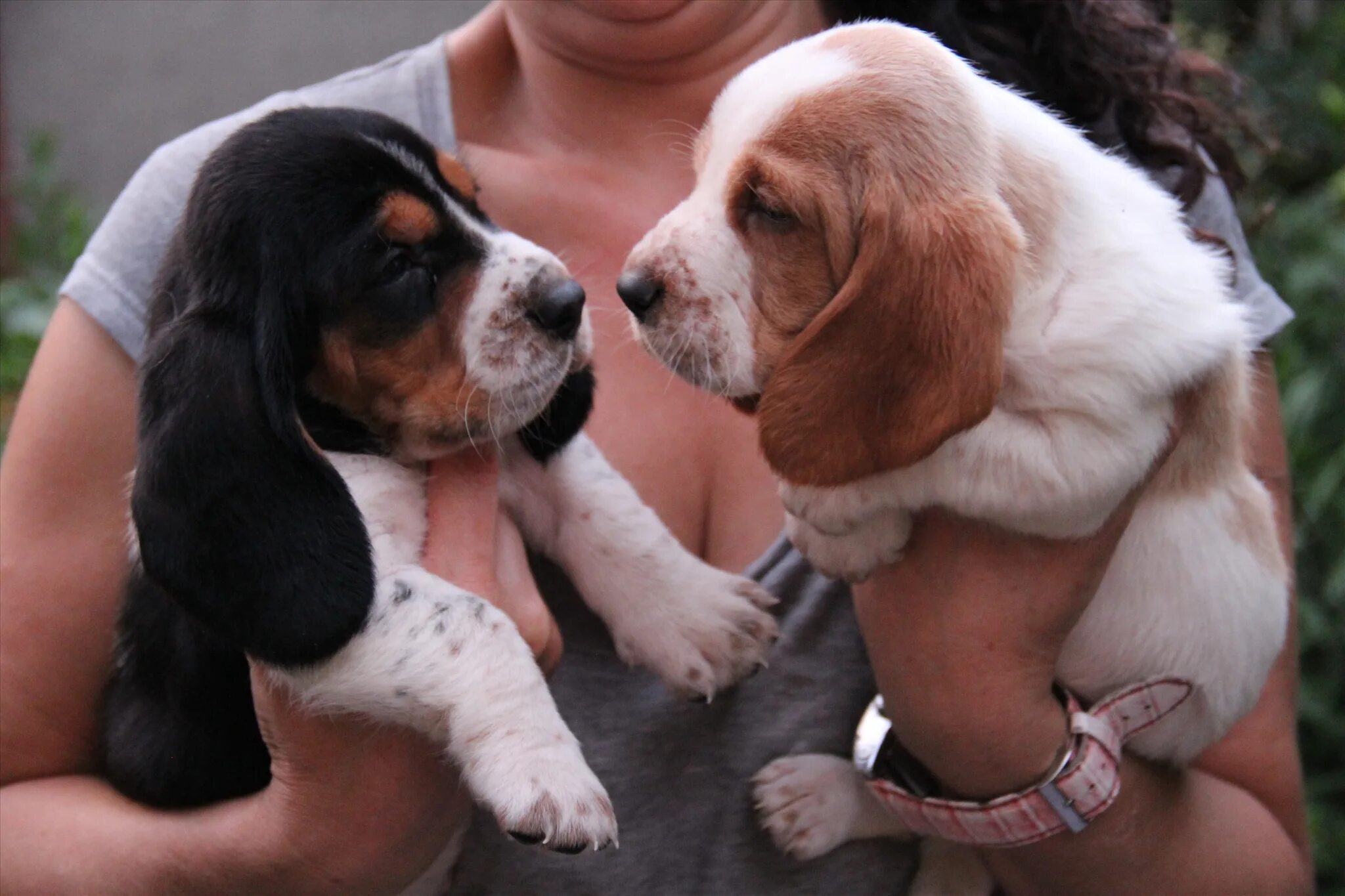 10 популярных идей на тему "basset hound" для вдохновения