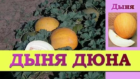 Дыня дюна