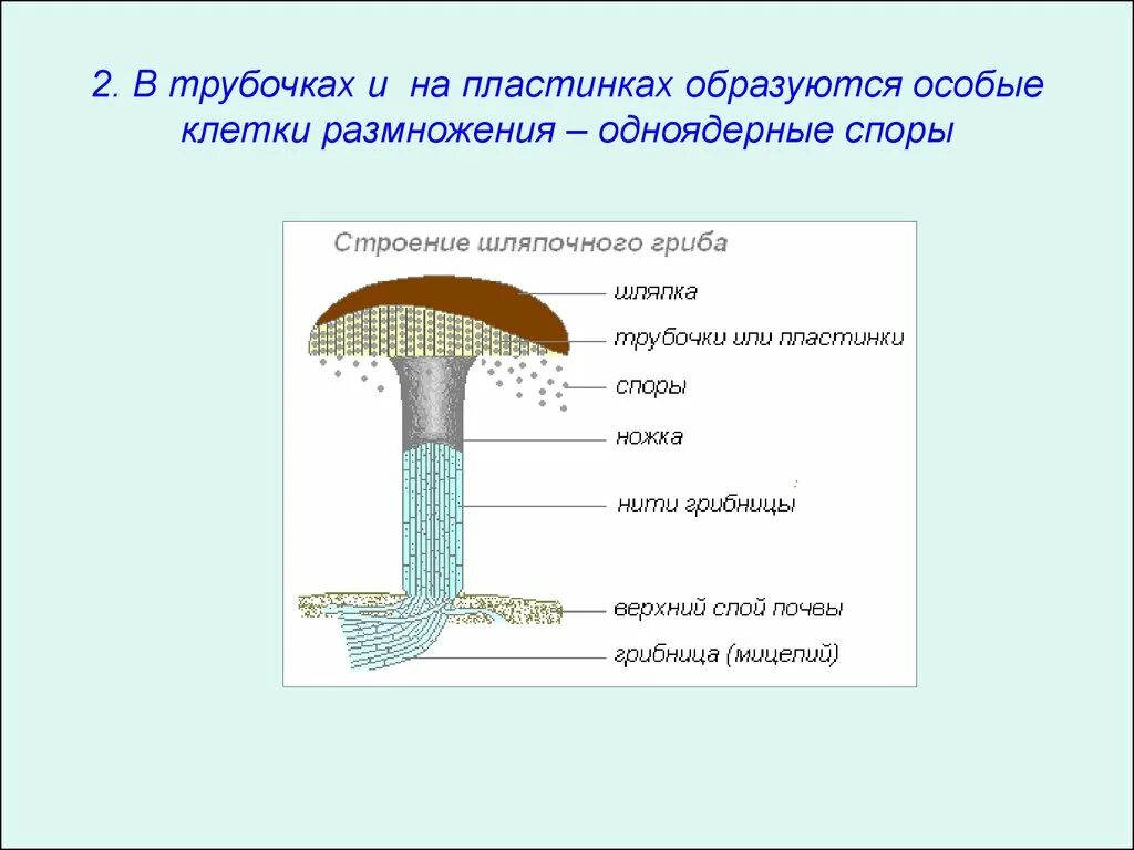 Имеют пластинчатые и трубчатые плодовые тела. Шляпочные грибы строение трубчатые. Грибы строение шляпочных грибов. Строение шляпки шляпочного гриба. Шляпочные грибы строение размножение.