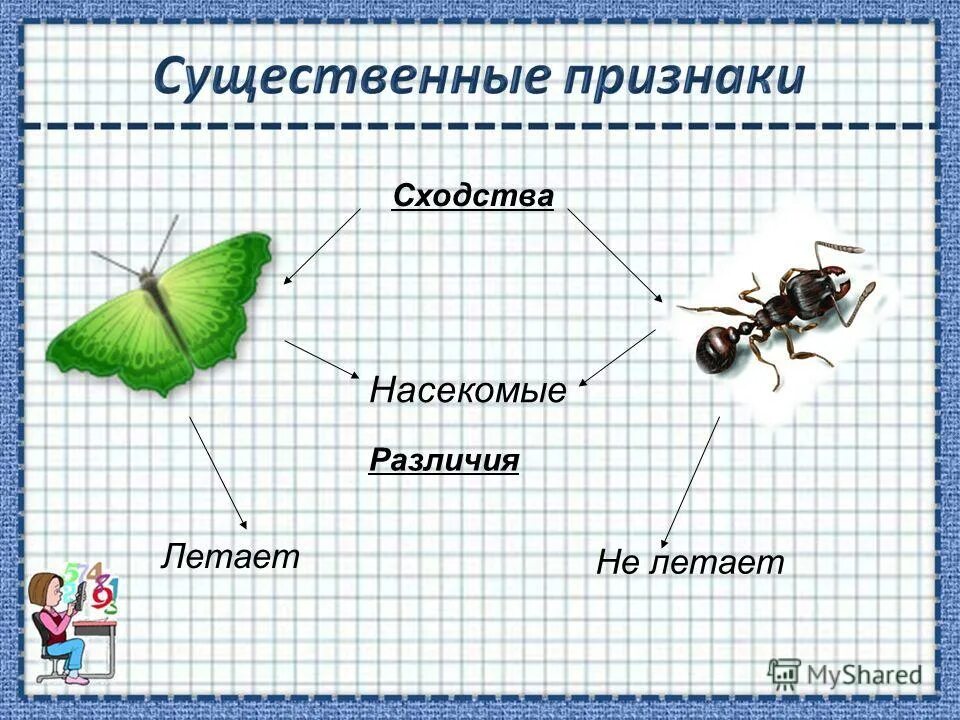 Насекомые сходства и различия