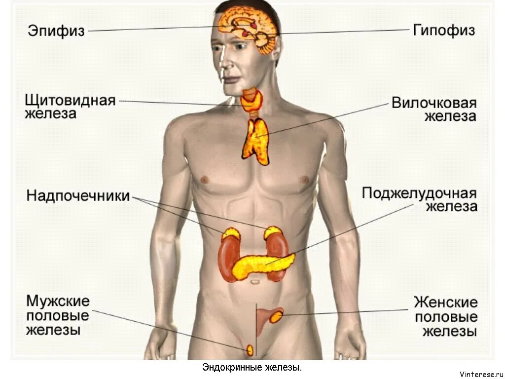 Вещества выделяемые эндокринными железами