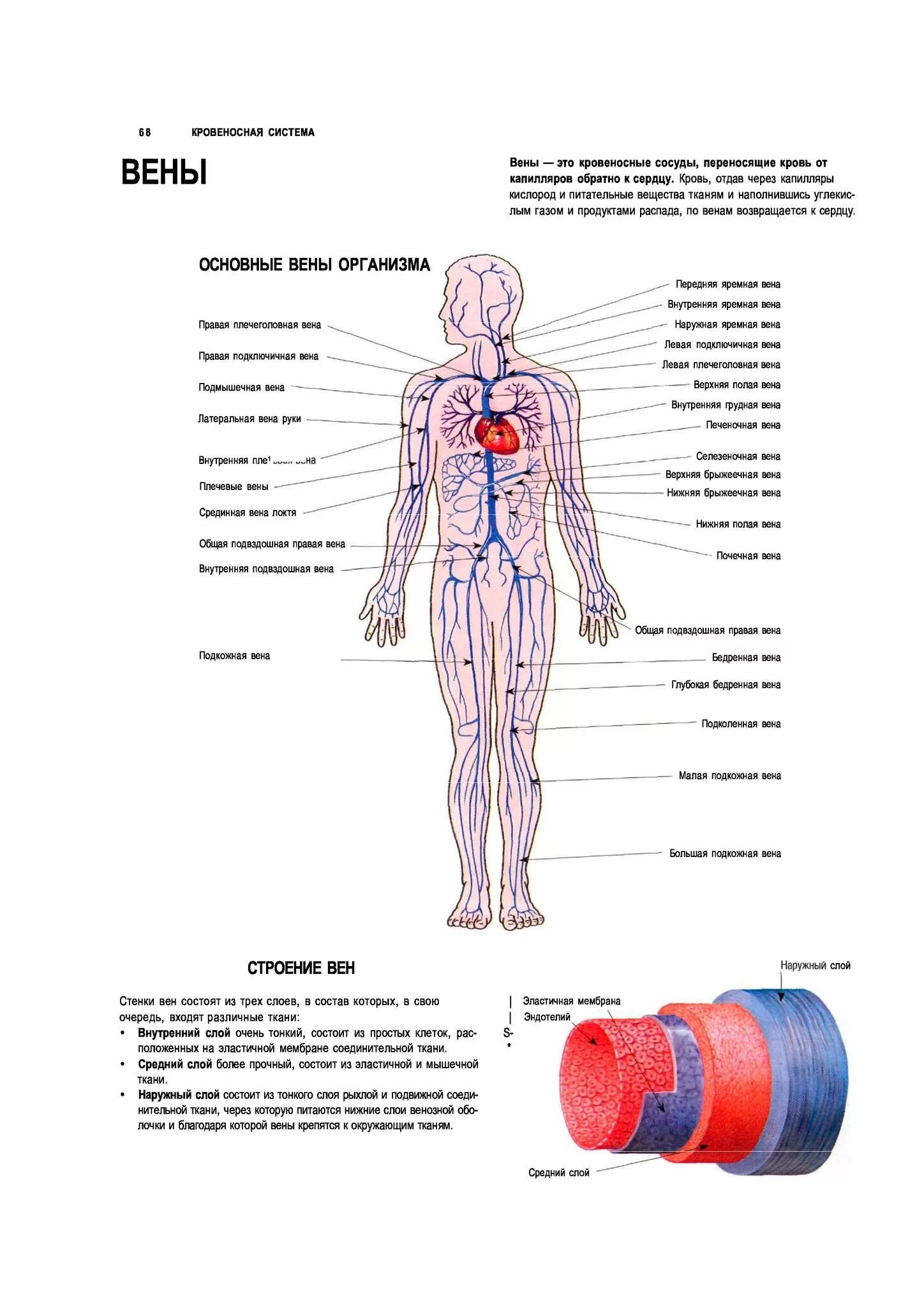 Схема строения венозной системы человека. Венозная система человека анатомия схема расположения. Вены и артерии человека анатомия схема расположения. Анатомия человека Вена тело.