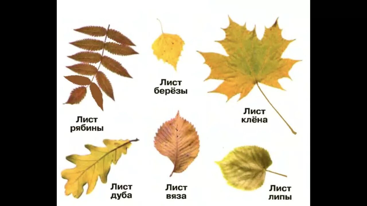 Определить название листьев деревьев. Листья клена рябины дуба березы. Осенние листья дуба клена березы рябины. Листья разных деревьев. Листья деревьев 1 класс окружающий мир.