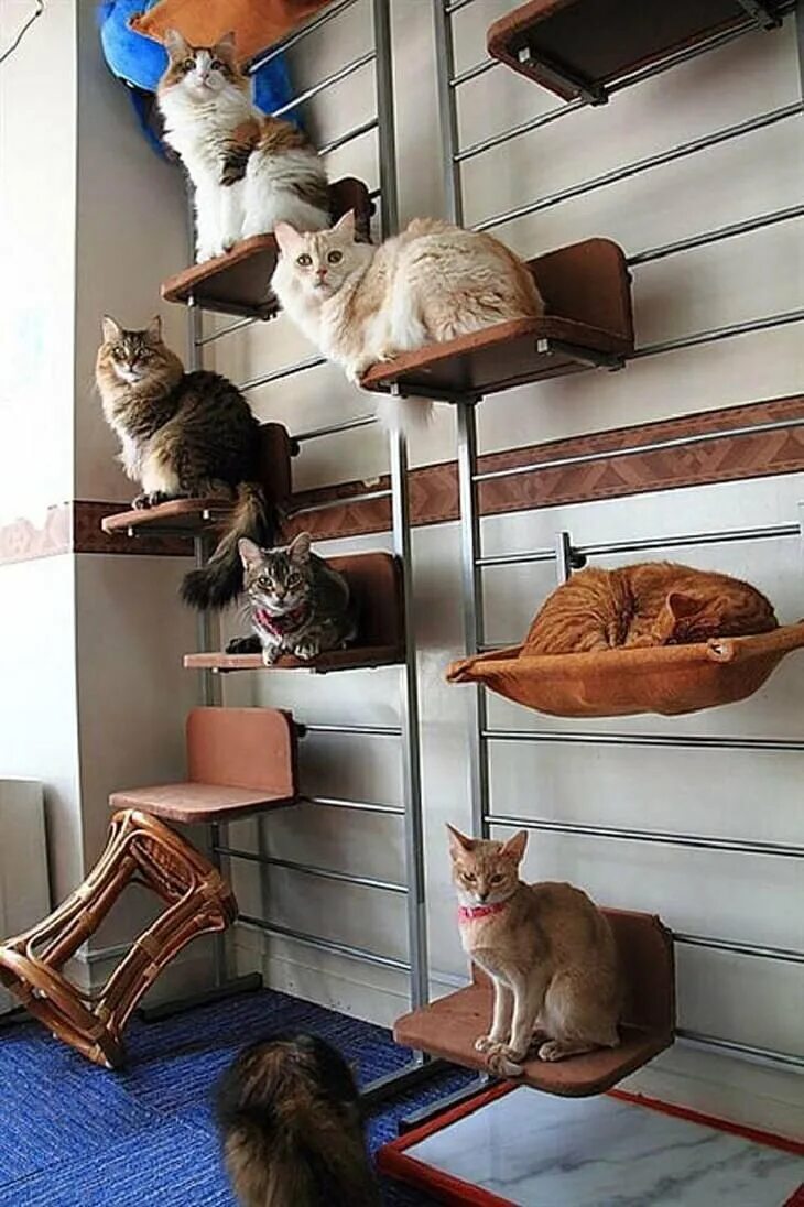 Кошачья ферма. Кот ищет место. Кот ищет место. Кот ищет место. Почему кот прячется в темное место.