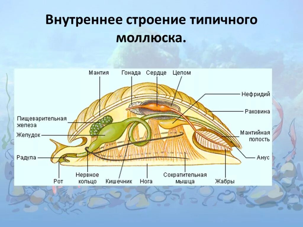 Тип моллюски полость тела. Строение брюхоногих и двустворчатых моллюсков. Тип моллюски класс брюхоногие внутреннее строение. Строение брюхоногого моллюска 7 класс биология. Внутреннее строение брюхоногого моллюска.