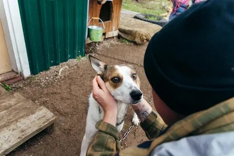 Приют псков