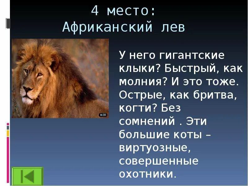 Сообщение на тему животные опасные для человека. Лев для презентации. опасные животные презентация. презентация о опасных животных. презентация на тему опасные животные лев.