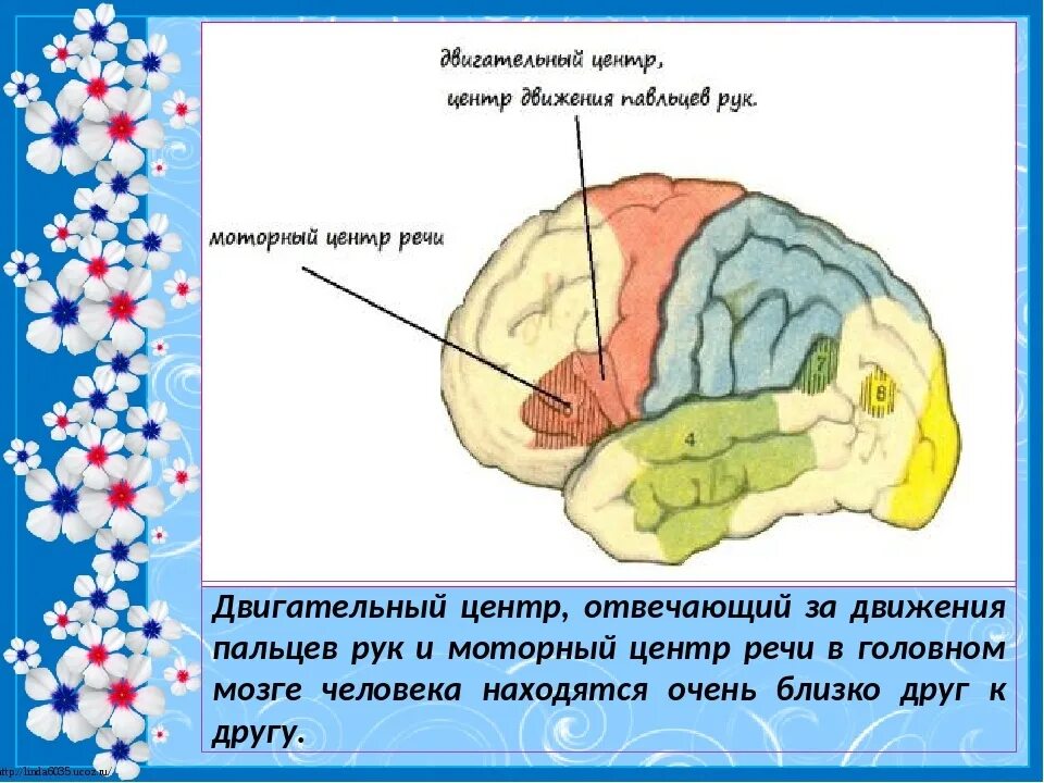 Центр речи в мозге человека. Зона коры головного мозга речь и мелкая моторика. Зоны мозга отвечающие за речь. Двигательный центр речи. Зона мозга отвечающая за речь и моторика.