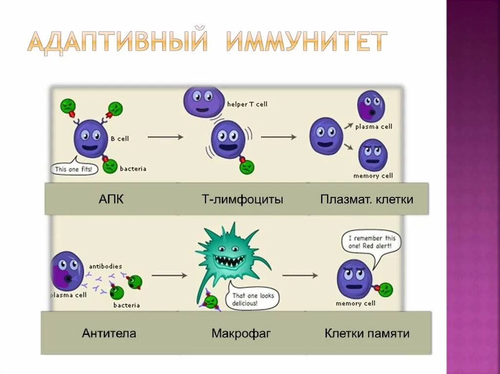 Схема действия иммунитета. Клеточный механизм адаптивного иммунного ответа. Механизм врожденного иммунитета схема. Гуморальный адаптивный иммунный ответ. Иммунный глаз