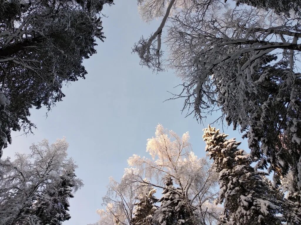 Погода вуктыл цгмс. Сыктывкар климат. Коми ЦГМС погода. Погода в Сыктывкаре ЦГМС. Фото Вуктыл сквер Таежный.