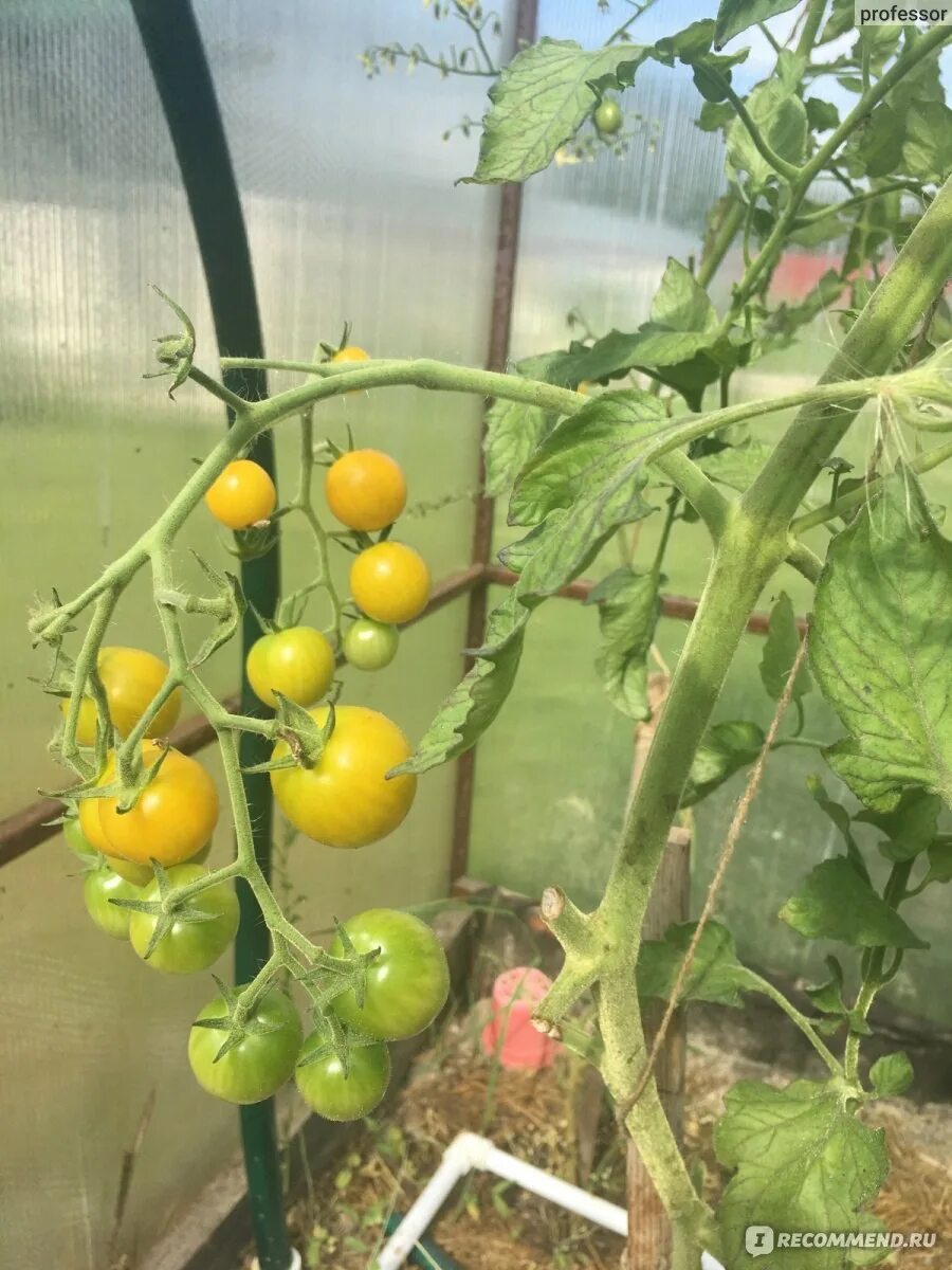 Сорт томатов краски. Помидоры черри. Томат черри максик. Томат черри краски f1 партнер. Сорт томатов краски.