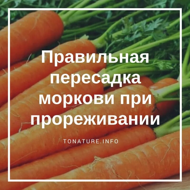 Можно ли посеять морковь. Морковь семена. Морковь в открытом грунте. Морковь после посева. Семеноводство моркови.