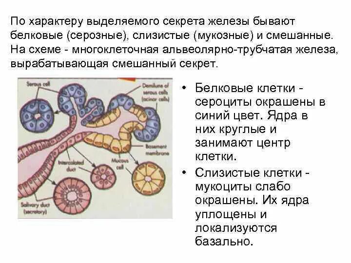 Слизистые клетки секрет. Белковые серозные железы. Серозные и слизистые клетки. Серозные и слизистые железы.