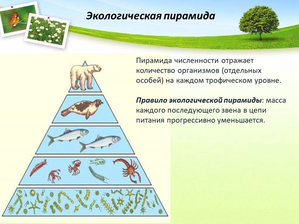 Биологические связи в природе. Экологическая пирамида это в биологии 11 класс. Экологическая пирамида биогеоценоза. Цепи и сети питания экологические пирамиды. Пищевые цепи сети питания экологические пирамиды.