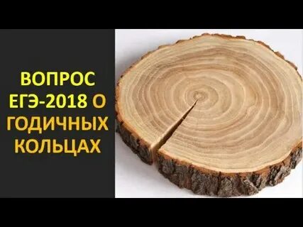 Егэ дерево