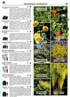 Список многолетних цветов