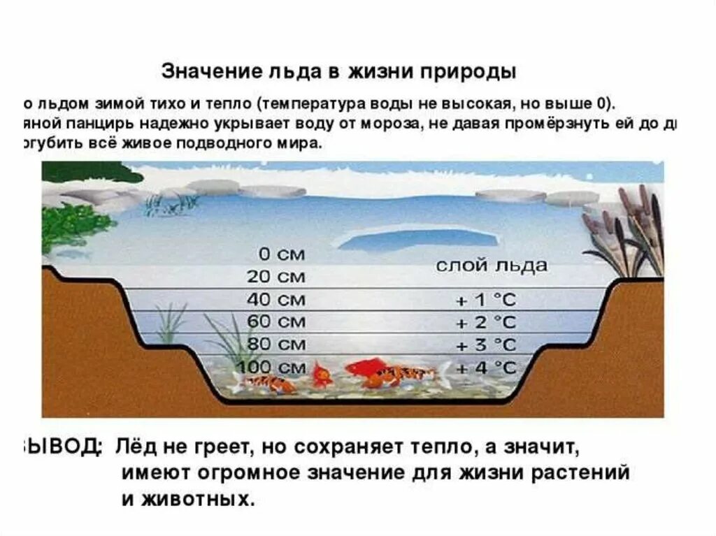 Обь вода температура. Температура воды подо льдом. Температруаводы зимой. Температура воды зимой подо льдом. Какая температура воды в реке зимой.