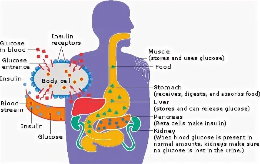 How Insulin works. How does Insulin work. Glucose in food. Insulin moves the Sugar into Cell.