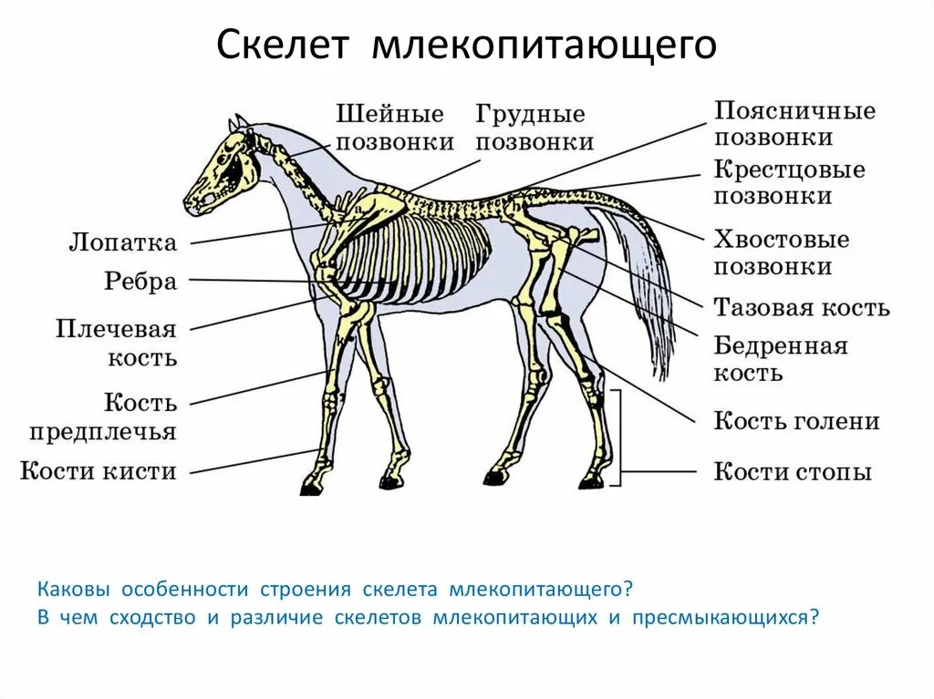 Скелет млекопитающего 7 класс биология. Опорно двигательная система млекопитающих схема. Опорно двигательная система млекопитающих 7 класс биология. Строение млекопитающих кости.