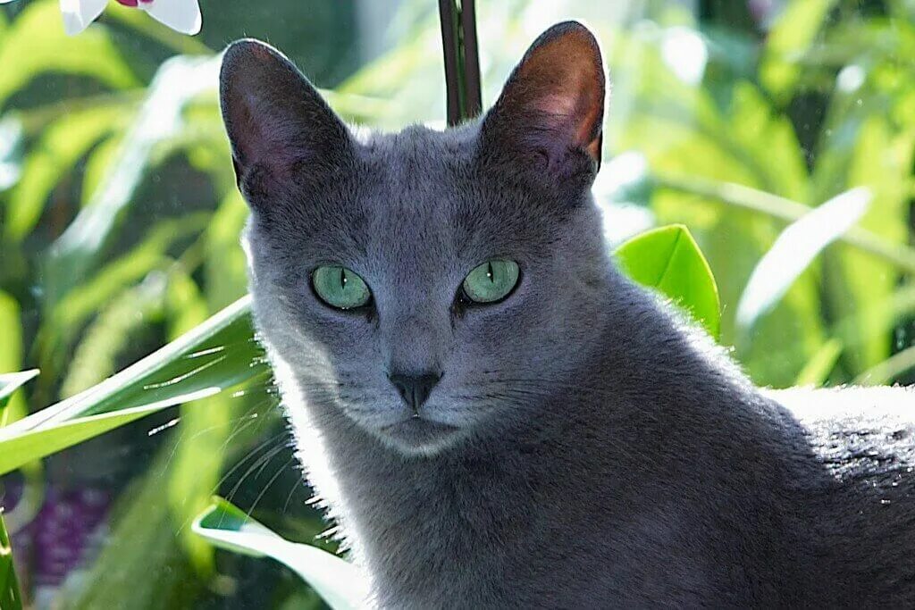 Русская голубая кошка. Русская голубая короткошерстная кошка. Русская голубая кошка породы кошек. Среднерусская голубая кошка.