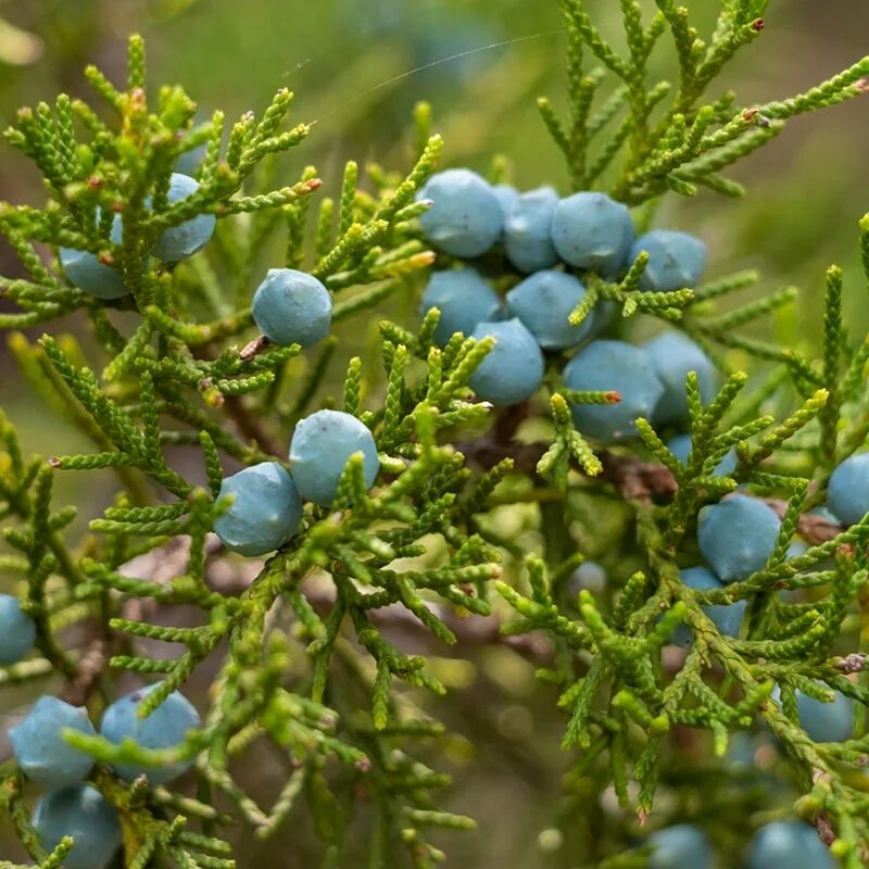 Как цветет можжевельник фото Можжевельник горизонтальный "Variegata" (Вариегата): купить саженцы в Москве Р