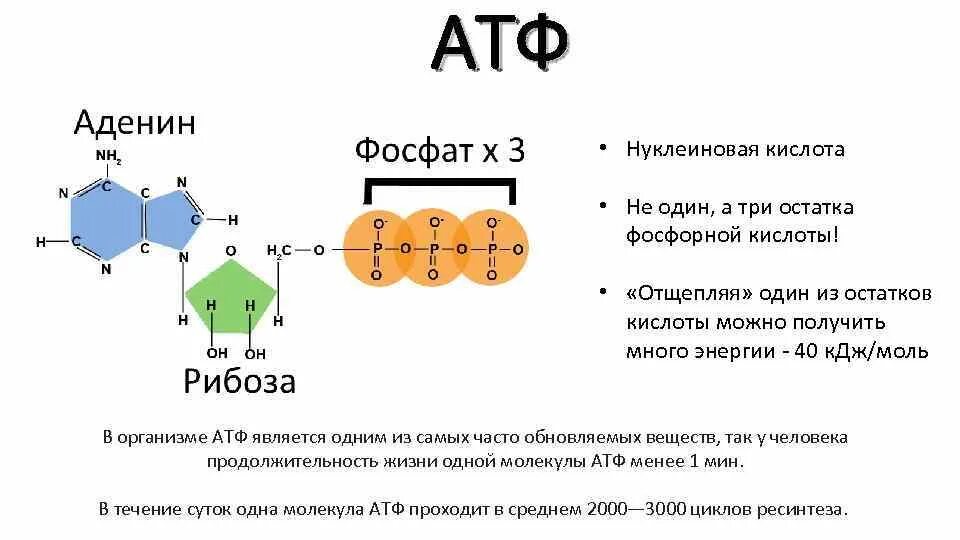 Молекула атф включает