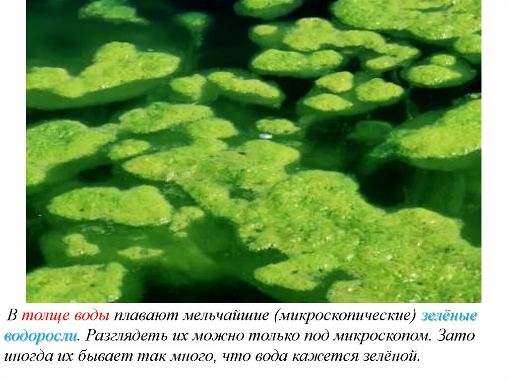 Водоросли хлорелла под микроскопом. Хлорелла цветение воды. Микроскопические зеленые водоросли. Водоросли пресных водоемов.