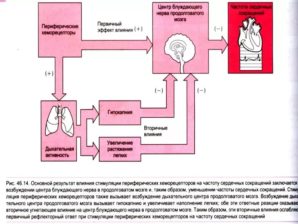 Регуляция блуждающего нерва. Блуждающий нерв в регуляции системы дыхания. Влияния блуждающего нерва схема. Влияние блуждающего нерва на дыхательную систему. Влияние блуждающего нерва на деятельность сердца.