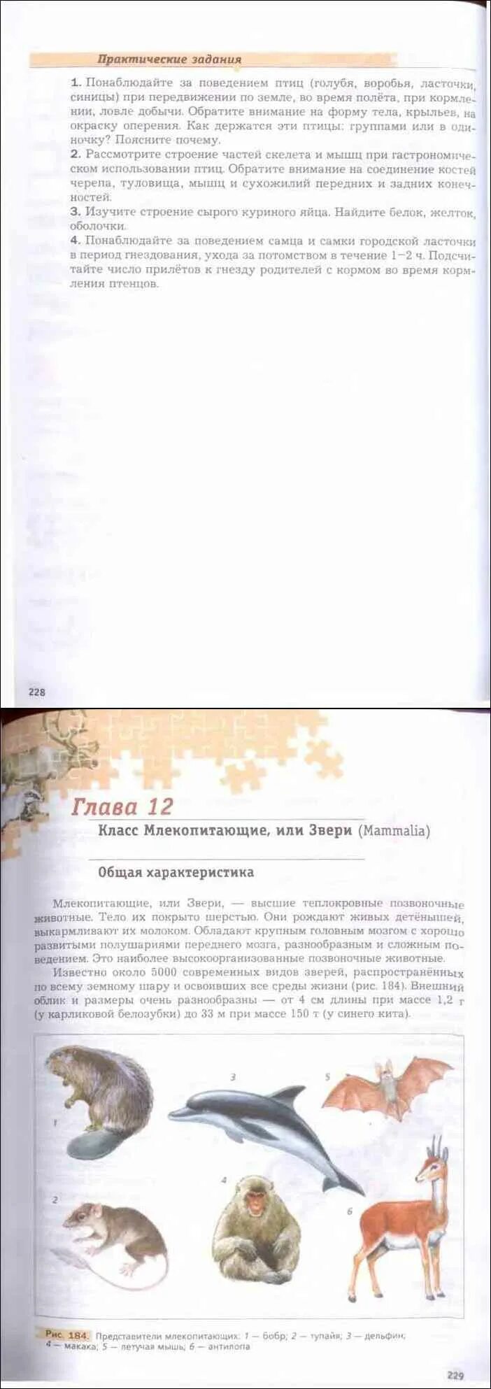 Биология 8 класс константинов читать. Биология. Животные Константинов, Бабенко 7. Учебник по биологии 7 класс Бабенко. Биология 7 класс учебник Константинов Бабенко. Учебник по биологии 8 класс Константинов.